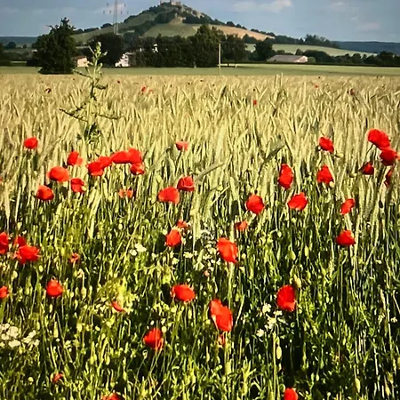 Finkennest Am Desenberg *