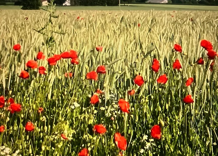 Finkennest Am Desenberg *